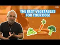 BEST VEGETABLES FOR YOUR DOGS DOG TIPS