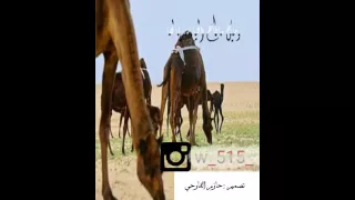 شيله حنا ابلنا ماتحبس في الشبوك  ابل ال مره دندنها