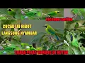 Download Lagu suara pikat burung cucak ijo ribut langsung nyambar