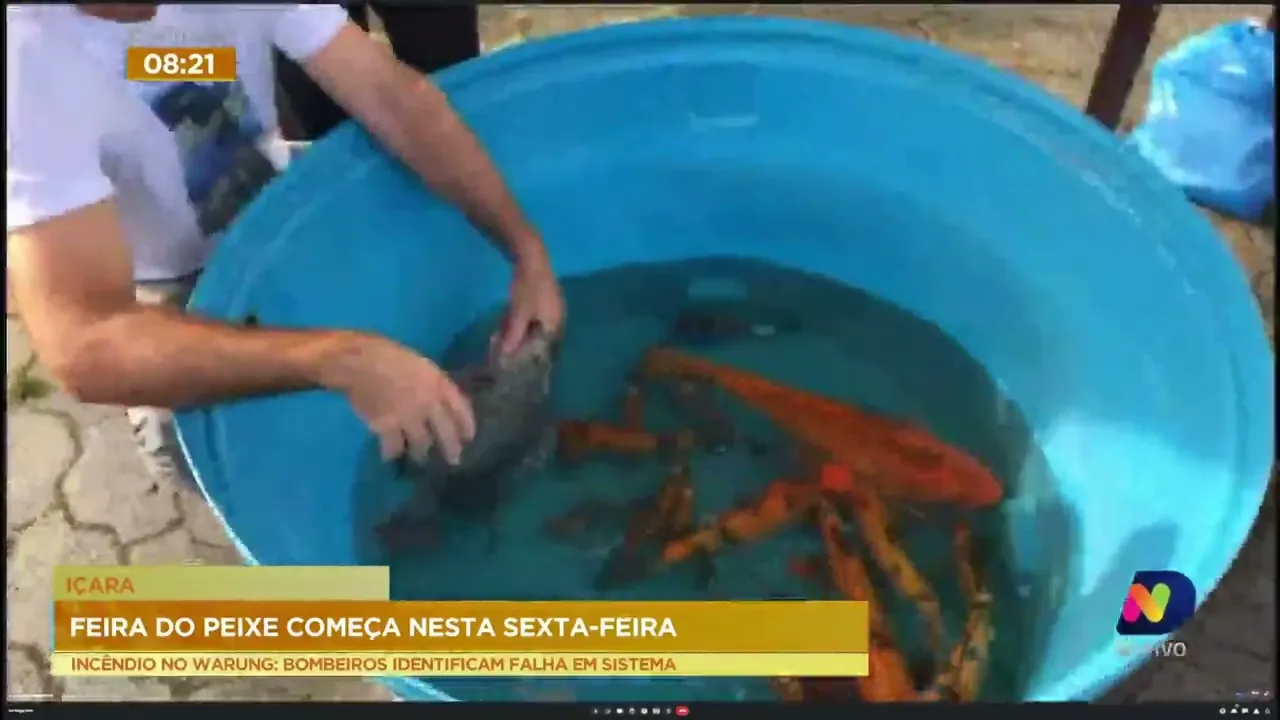 Feira do Peixe Vivo começa nesta sexta-feira em Içara, no Sul de SC