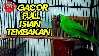 Download CUCAK IJO ALAS PURWO BANYUWANGI GACOR FULL ISIAN TEMBAKAN COCOK BUAT MASTERAN MP3