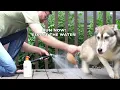 How To Recognize And Treat A Fungal Infection In Dogs And What You Can Do To Help Your Dog Recover