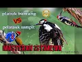 Download Lagu platuk sampit vs pelatuk bawang