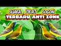 Download Lagu SUARA PIKAT BURUNG SOGON !!! suara sogon ribut cocok buat pikat