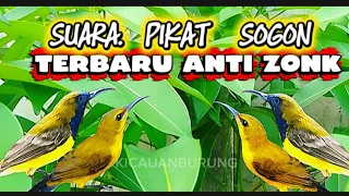 suara pikat burung sogon suara sogon ribut cocok buat pikat