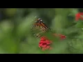 Download Lagu Dharani Aaichi Maya// धरणी आईची माया// Marathi song