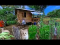 Download Lagu Membangun perkebunan di hutan, tinggal di hutan sendiri, merawat kebun, hidup damai di hutan CTd-69