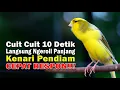 Download Lagu Pancingan KENARI!!! Suara PANCINGAN KENARI PAUD Belajar BUNYI Ngeriwik | MASTERAN PAUD
