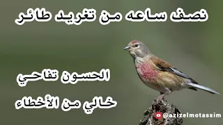 نصف ساعه من تغريد طائر الحسون التفاحي النينو الكماتشو الحرمل خالي من الأخطاء 