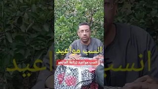 انسب مواعيد زراعة المانجو يسري زراعي المانجو 