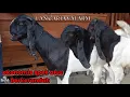 Download Lagu Ready dikandang kang Parmadin Jantan siap pacek, induk \u0026 dara siap breeding , harga masih nego