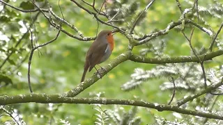 ساعة كاملة من غناء طائر أبو الحناء الأوروبي صوت تغريد طائر أبو الحناء في الطبيعة 