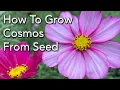 Lagu How to Grow Cosmos Flowers From Seed - How to Prune For More Flowers and General Care
