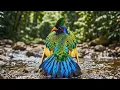 Top 20 Most Rare Birds in the World for Calm Focus 4K ASMR