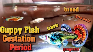guppy fish gestation period care breed give birth pregnant how often do guppies have babies