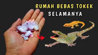 cukup pakai ini aja rumah jadi bebas dari tokek selamanya 