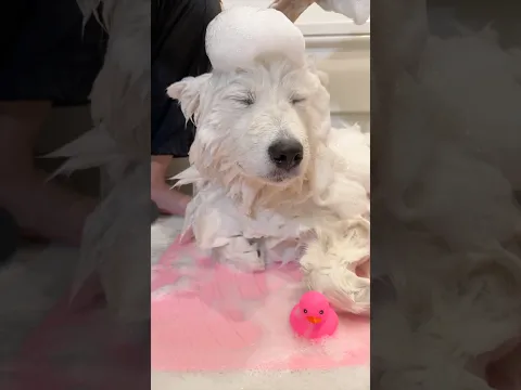 サモエド11ヶ月子犬のシャンプールーティン🐻❄️🧴
