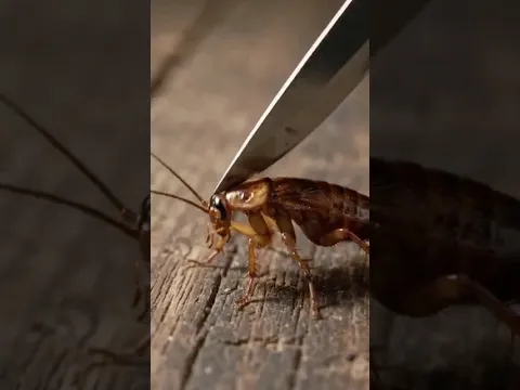 5 Fact About Animals 😲