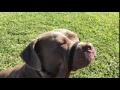 Black Dog HalterMate