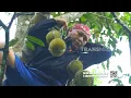 Download Lagu Kue Pasbung Durian Badui | JEJAK SI GUNDUL (23/06/25)