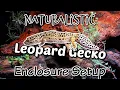 Naturalistic Bioactive Leopard Gecko Enclosure Setup