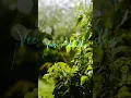 Download Lagu Megam karukuthu malaivara pakuthu whatsapp status tamil #tamilstatus #yuvan #ysr #megamkarukudhu