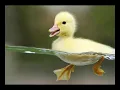 Raffi - Ducks like Rain