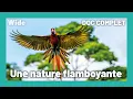 Download Lagu Costa Rica : La nature à l'état pur I WIDE