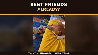 Tucky & Snuggles’ Cozy Time Together 🐶🤎