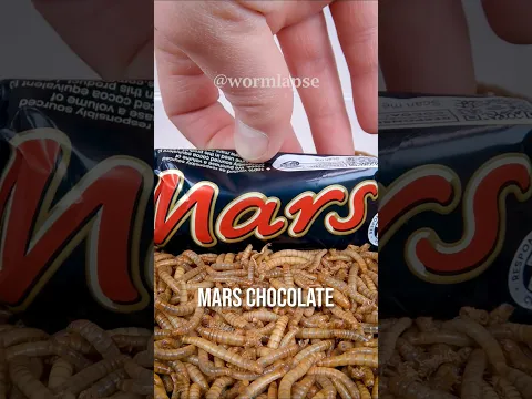 Will Mealworms Eat a Mars Chocolate? 🍫