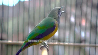 cucak cungkok gacor full isian jenggot kunti ciblek sangat cocok mudah diserap dan ditirukan