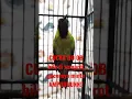 Download Lagu CUCAK IJO GACOR #shorts