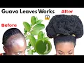 Download Lagu Use Guava Leaves Once \u0026 Your Hair Will Never Stop Growing | Overnight Results!