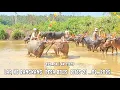 Download Lagu PAMAJIRAN LAP, HE BANGKANG DESA BILIS BILIS || SHORT MOVIES || EPS_04
