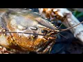 Download Lagu Catching Giant Crayfish And YELLOWBELLY On My Fishing Rod