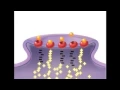 Suboxone - How it works