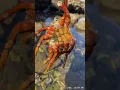 Snorkeling in little corona Del Mar beach Newport Beach ca check tide chart first low tide