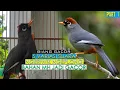 Download Lagu POKSAY MANDARIN  GACOR BIKIN POKSAY BAHAN CEPAT NGEPLONG RAJIN