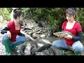Amazing Fishing | Harvesting Big Fish In Natural Lakes | Wild Fishing Exciting | Nana Fishing