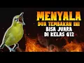 Download Lagu TEMBAKAN ANDALAN UNTUK MASTERAN PLECI JUARA G12 #masteranpleci #plecijuarag12