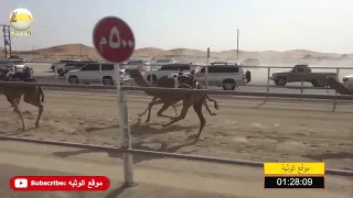 الشوط 3 الشاهينية لـ محمد علي حمد الدرعي 2 14 84 