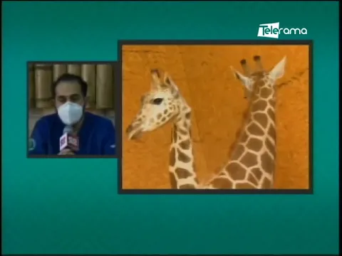 Muere  jirafa en zoológico municipal de Loja