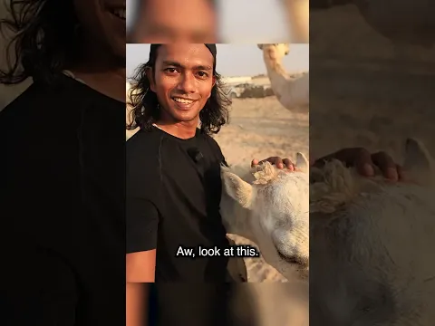 Didn’t Know Camels Liked to Cuddle 🥹