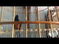 The Bird Chirping Of The Adult Birds: White-rumped shama (Copsychus malabaricus)