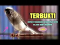 Download Lagu TERBUKTI 100% !!! Suara PANCINGAN Kenari PAUD Belajar BUNYI Ngeriwik | MASTERAN Kenari PAUD #449