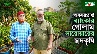 বাড্ডায় অবসরপ্রাপ্ত ব্যাংকার গোলাম সারোয়ারের ছাদকৃষি | পর্ব ৩৮৩ | Shykh Seraj | Channel i