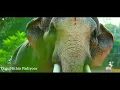 Download Lagu Thechikottukavu ramachandran mashup |തെച്ചിക്കോട്ടുകാവ് രാമചന്ദ്രൻ