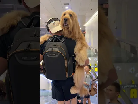 I still have to carry him like a baby… #dogdad #goldendoodle #escalator