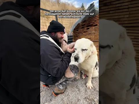 Meine Gedanken damals: entweder ich hole den Hund da raus oder ich sterbe 🫶🏽 #savethedogsbih