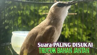 Download Trucuk BETINA memanggil jantan Suara KESUKAAN untuk Pancingan Trucukan gacor jantan BAHAN MP3